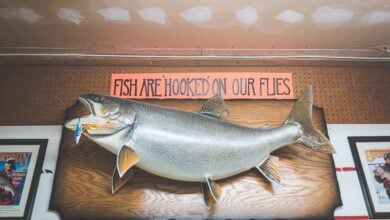 Photo of Preserving the Catch: A Guide to Getting Your Trophy Fish Mounted