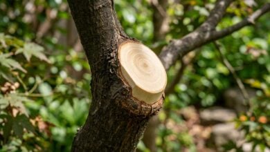 Photo of The Point Where Do It Yourself Tree Trimming Stops Being Worth It