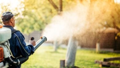 Photo of A Low Maintenance Yard Can Still Breed Mosquitoes All Summer